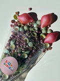Piper's Pearls Sensory Base